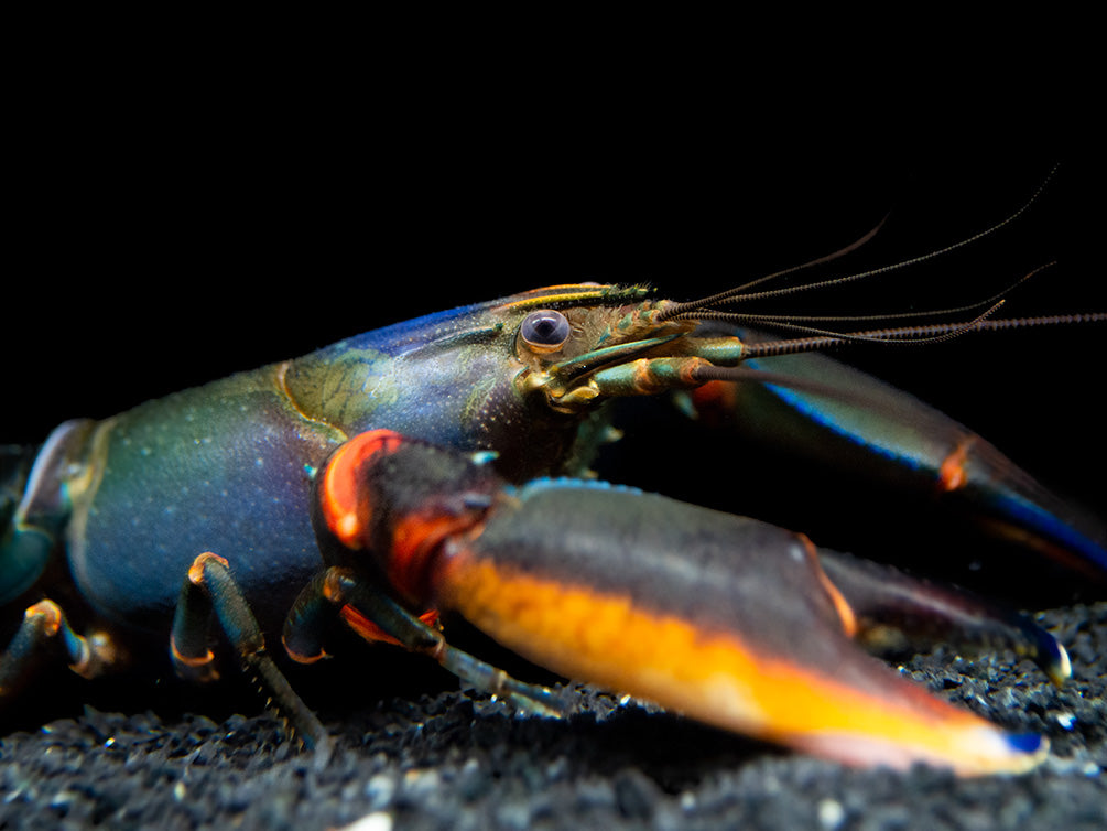 Red Kong Zebra Crayfish (Cherax mosessalossa)