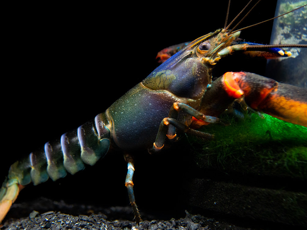 Red Kong Zebra Crayfish (Cherax mosessalossa)