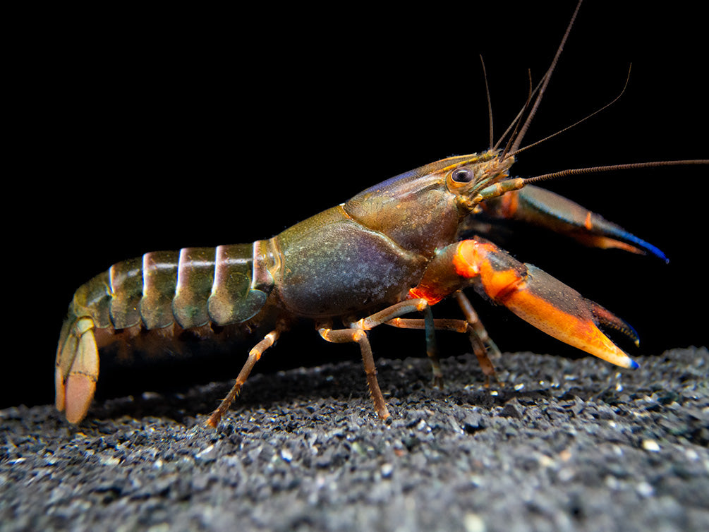 Red Kong Zebra Crayfish (Cherax mosessalossa)