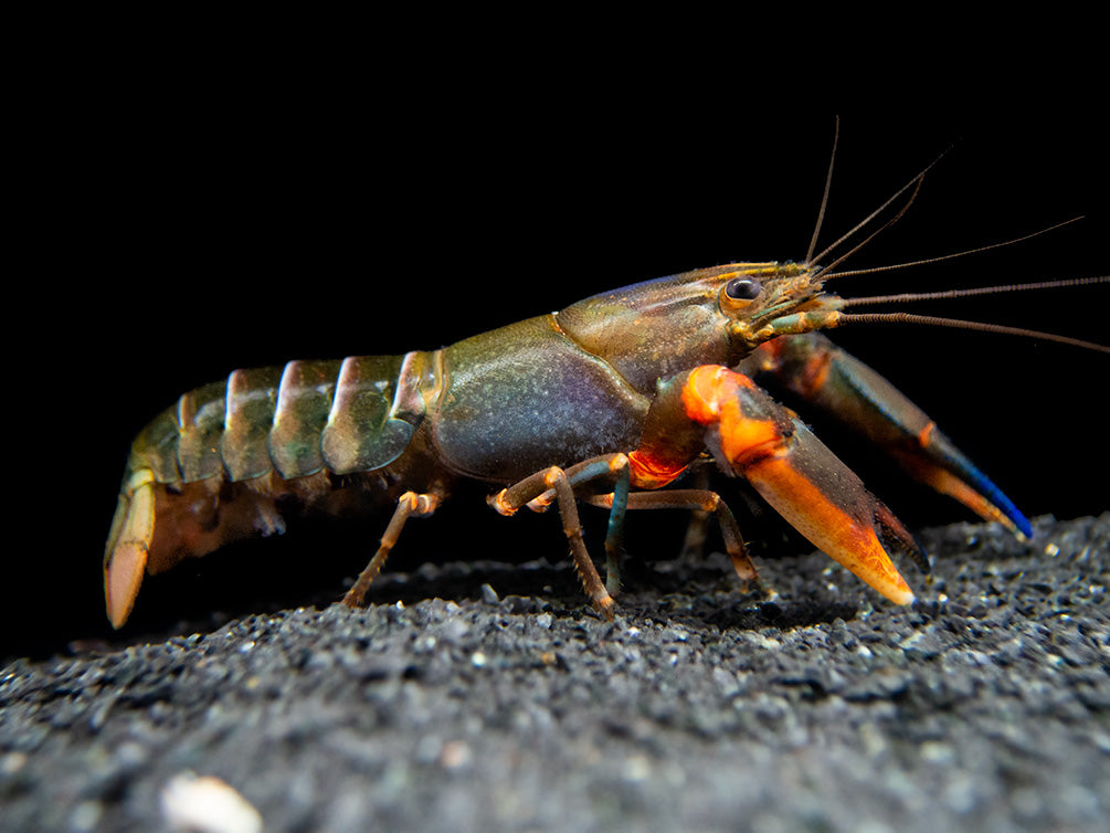 Red Kong Zebra Crayfish (Cherax mosessalossa)