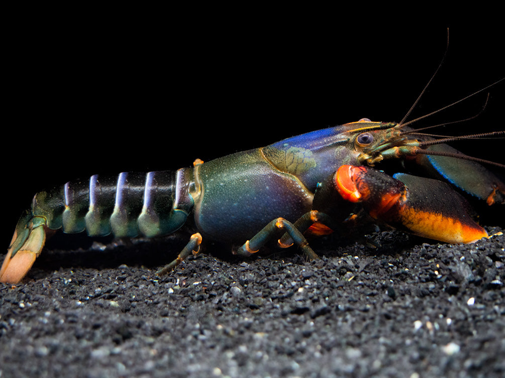 Red Kong Zebra Crayfish (Cherax mosessalossa)