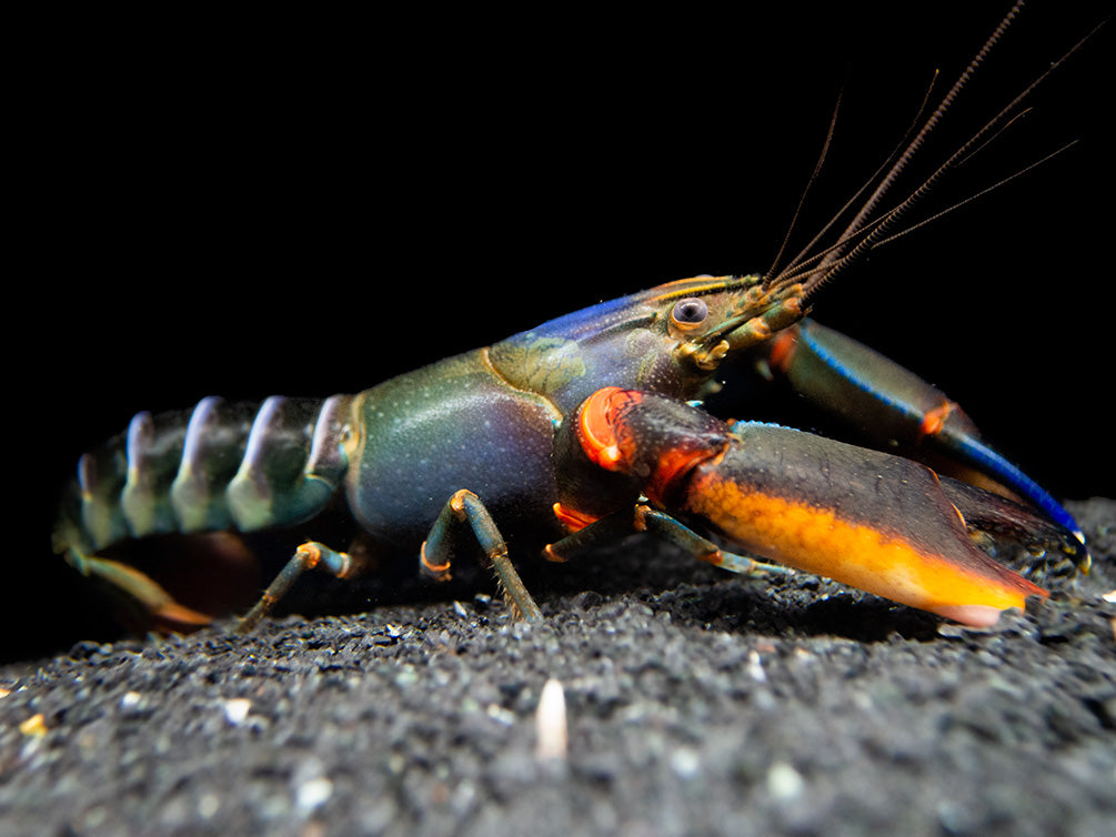 Red Kong Zebra Crayfish (Cherax mosessalossa)