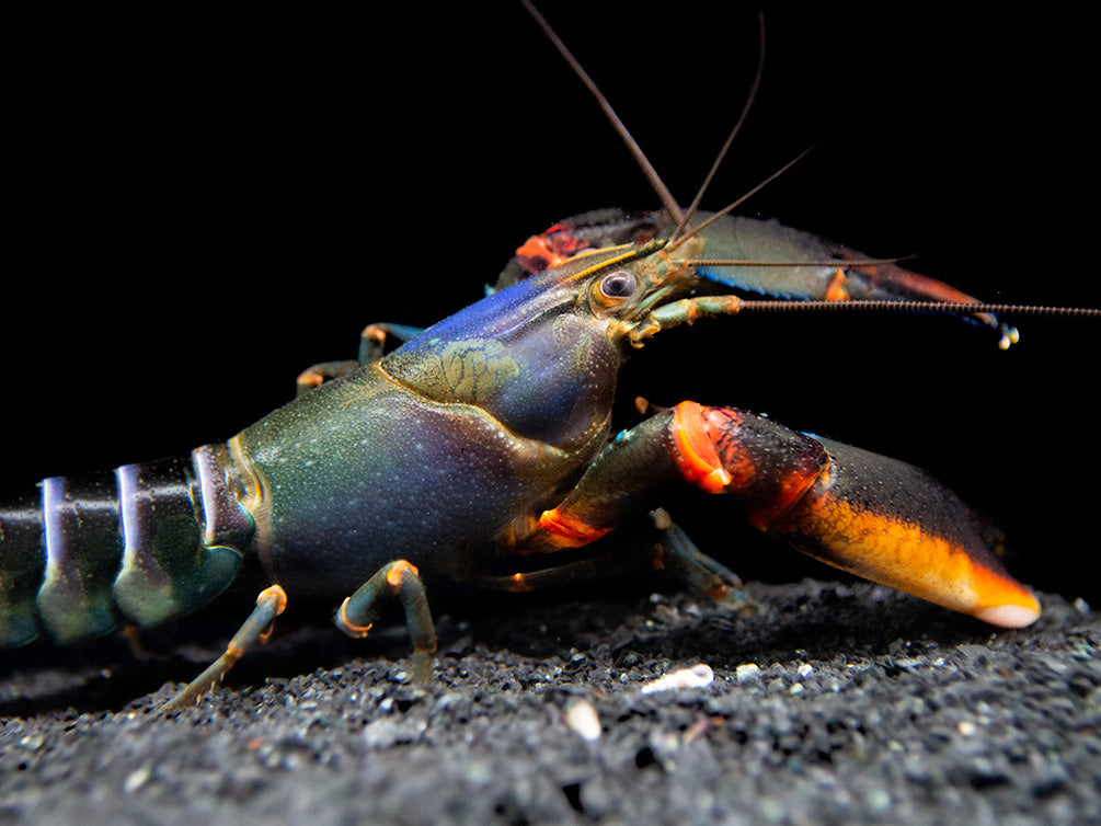 Red Kong Zebra Crayfish (Cherax mosessalossa)