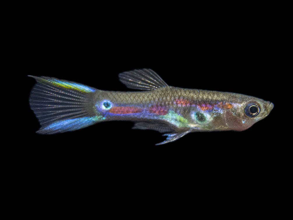 Red Line Endler’s Livebearer (Poecilia wingei), Tank-Bred