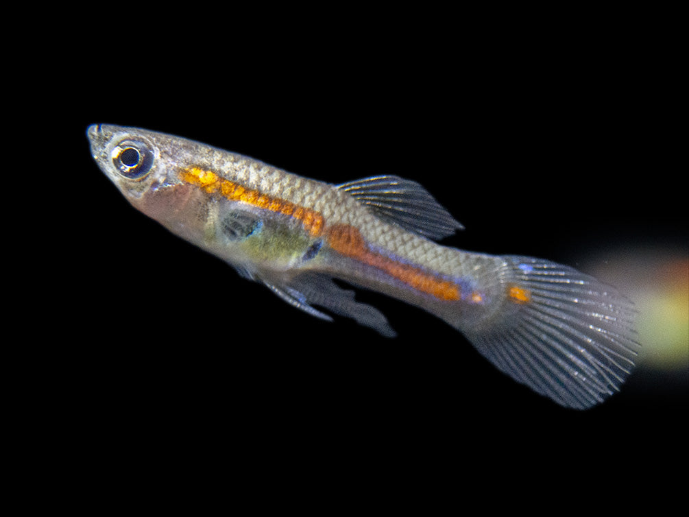 Red Line Endler’s Livebearer (Poecilia wingei), Tank-Bred