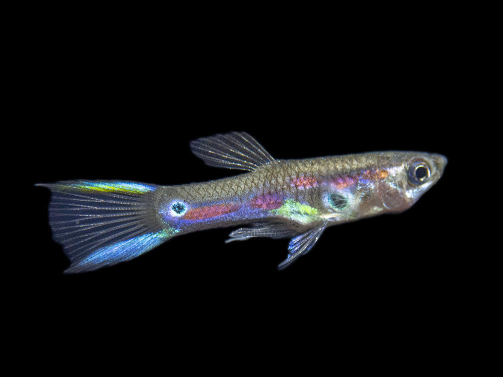 Red Line Endler’s Livebearer (Poecilia wingei), Tank-Bred