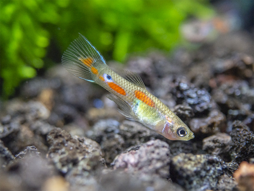 Red Line Endler’s Livebearer (Poecilia wingei), Tank-Bred