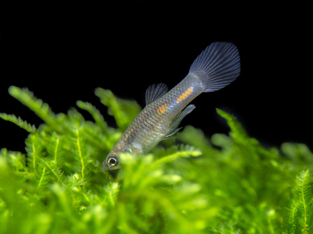 Red Line Endler’s Livebearer (Poecilia wingei), Tank-Bred