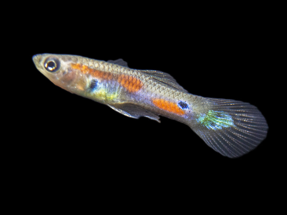 Red Line Endler’s Livebearer (Poecilia wingei), Tank-Bred