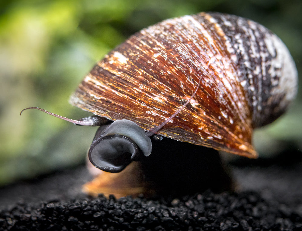 Red Lip Nerite Snail (Neritina violacea)