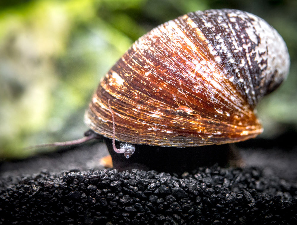 Red Lip Nerite Snail (Neritina violacea)