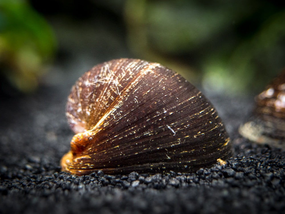 Red Lip Nerite Snail (Neritina violacea)