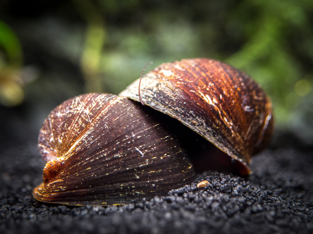 Red Lip Nerite Snail (Neritina violacea)