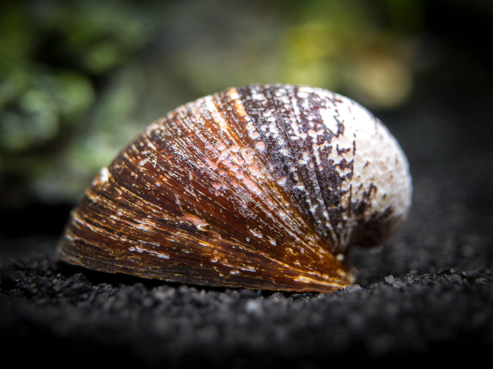 Red Lip Nerite Snail (Neritina violacea)