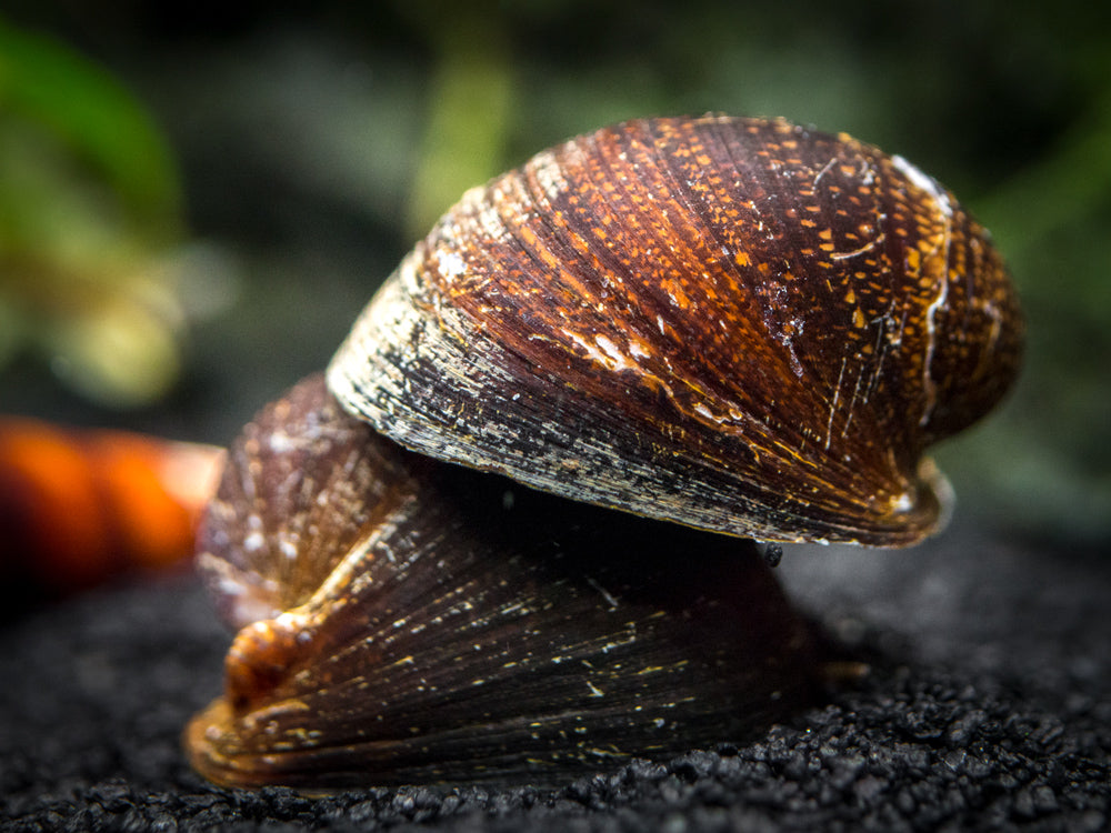 Red Lip Nerite Snail (Neritina violacea)