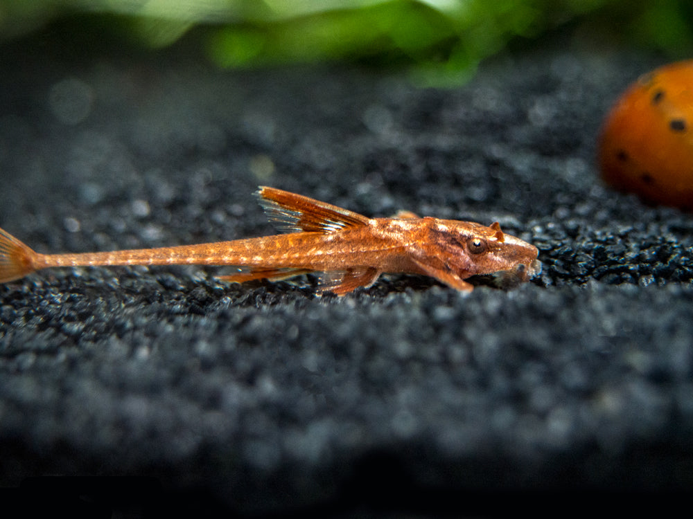 Red Lizard Whiptail Catfish (Rineloricaria sp.), Tank-Bred