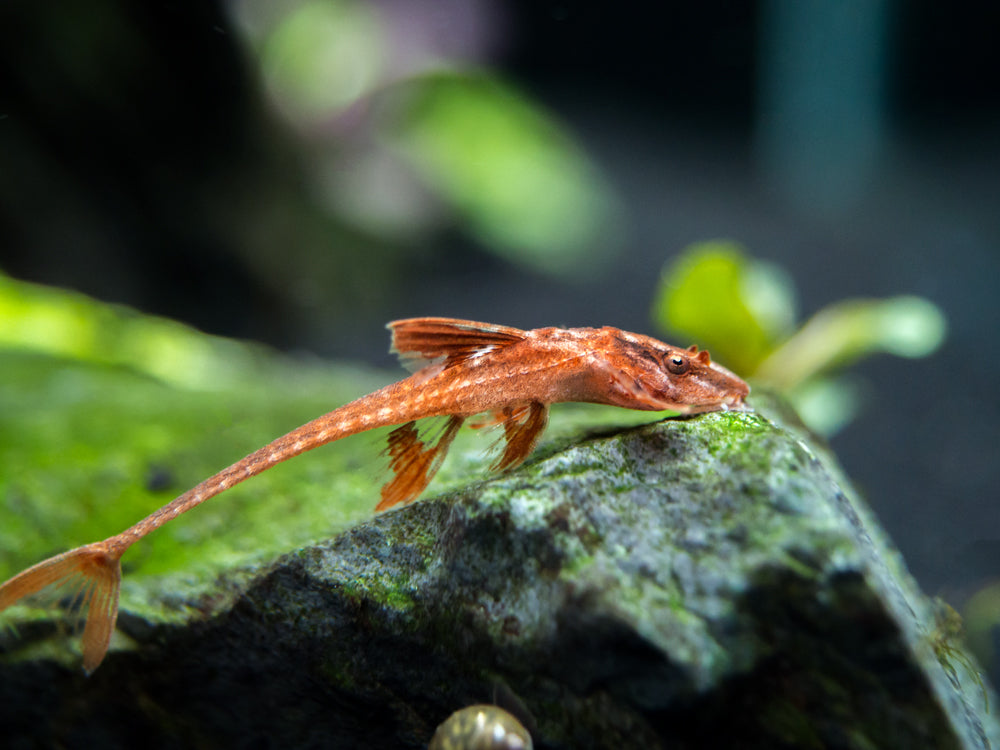 Red Lizard Whiptail Catfish (Rineloricaria sp.), Tank-Bred