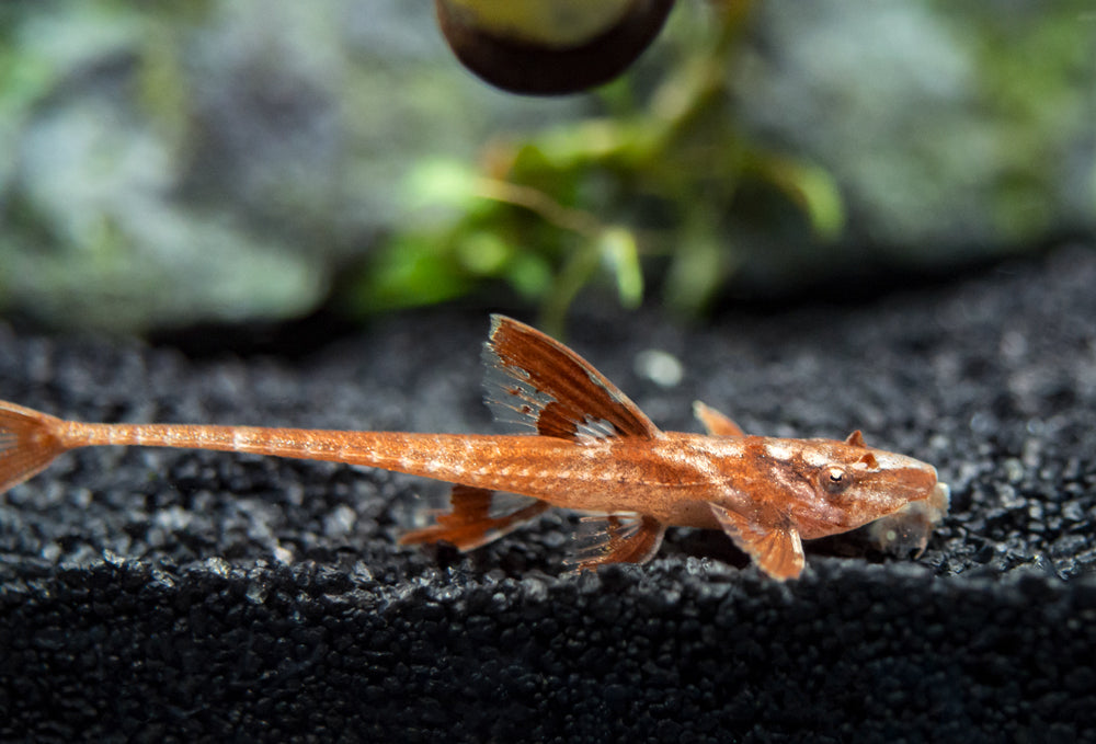 Red Lizard Whiptail Catfish (Rineloricaria sp.), Tank-Bred