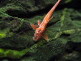Red Lizard Whiptail Catfish (Rineloricaria sp.), Tank-Bred