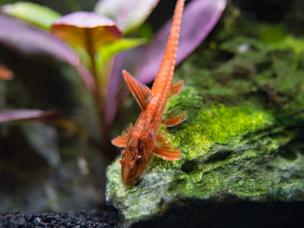 Red Lizard Whiptail Catfish (Rineloricaria sp.), Tank-Bred