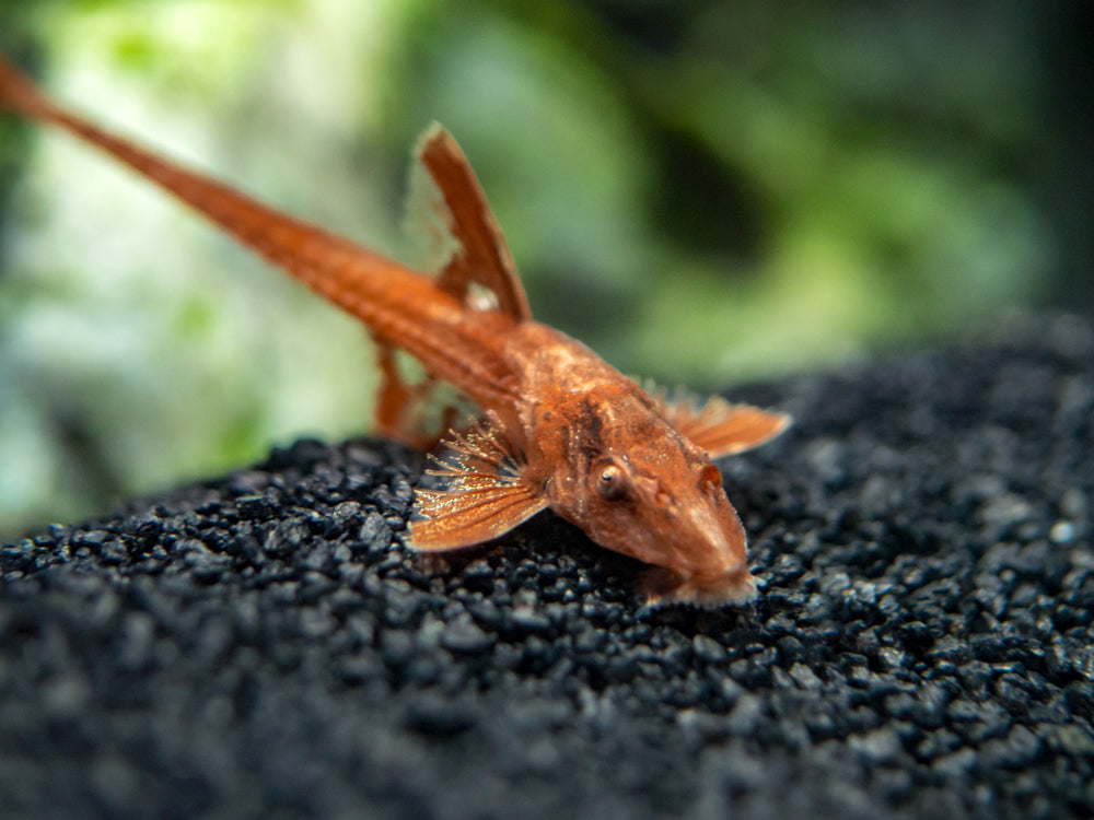 Red Lizard Whiptail Catfish (Rineloricaria sp.), Tank-Bred