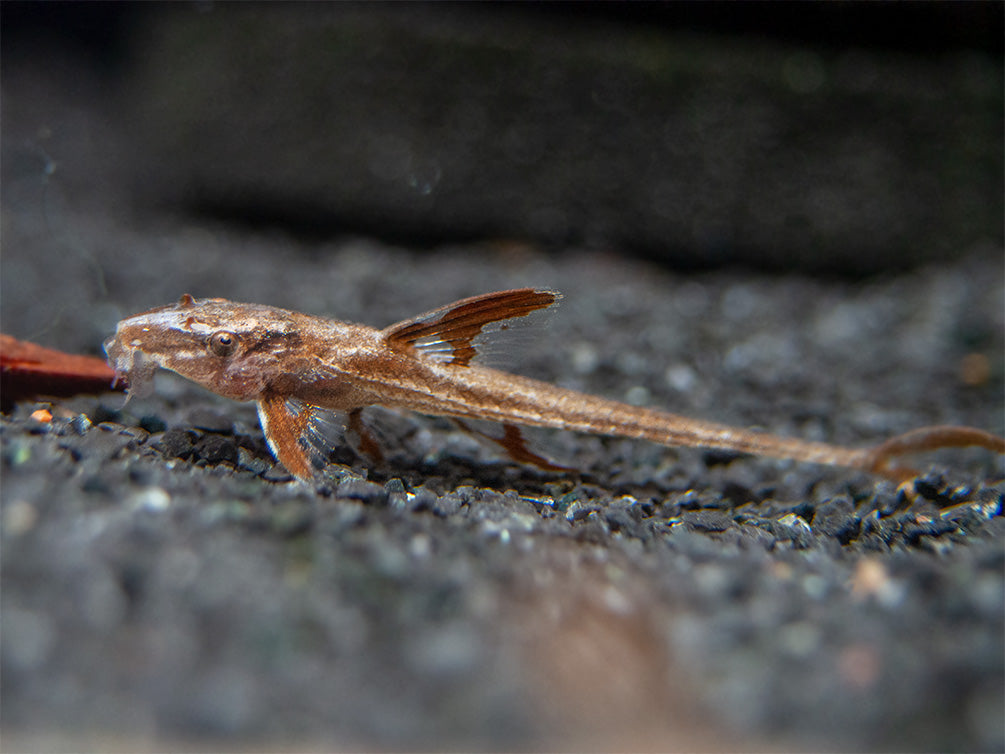 Red Lizard Whiptail Catfish (Rineloricaria sp.), Tank-Bred