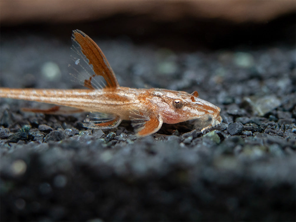 Red Lizard Whiptail Catfish (Rineloricaria sp.), Tank-Bred