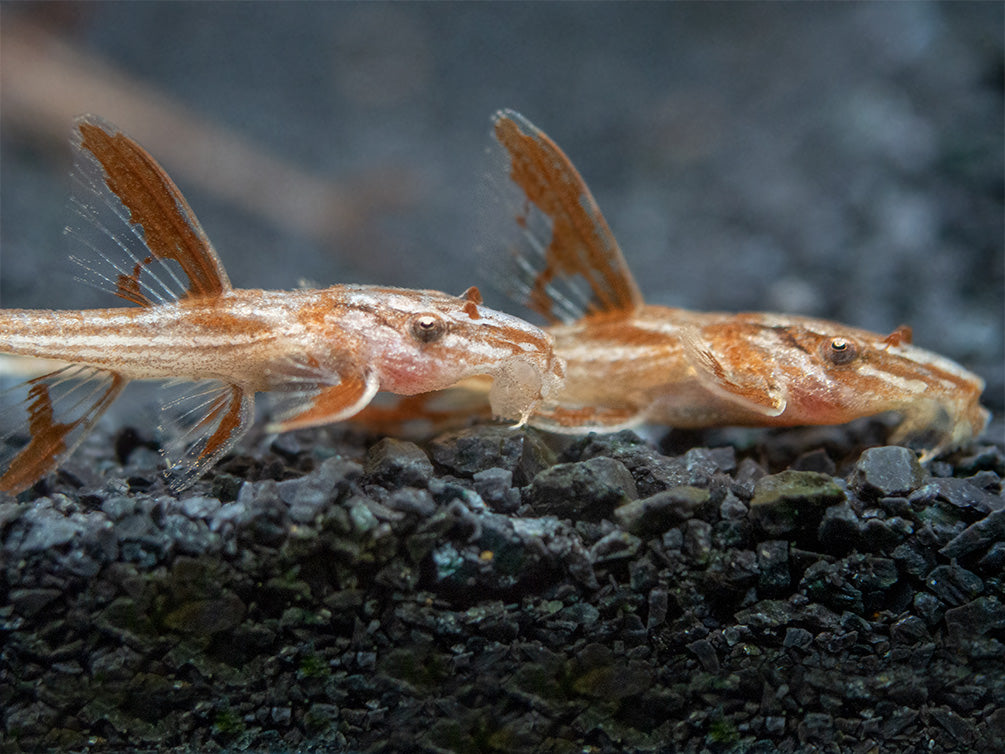 Red Lizard Whiptail Catfish (Rineloricaria sp.), Tank-Bred