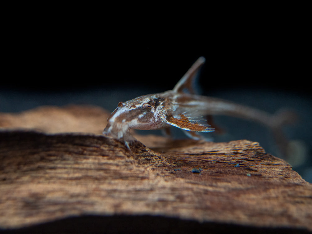 Red Lizard Whiptail Catfish (Rineloricaria sp.), Tank-Bred