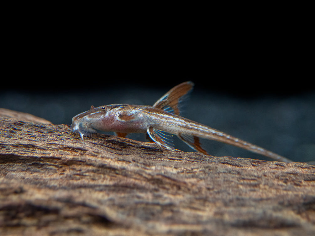 Red Lizard Whiptail Catfish (Rineloricaria sp.), Tank-Bred