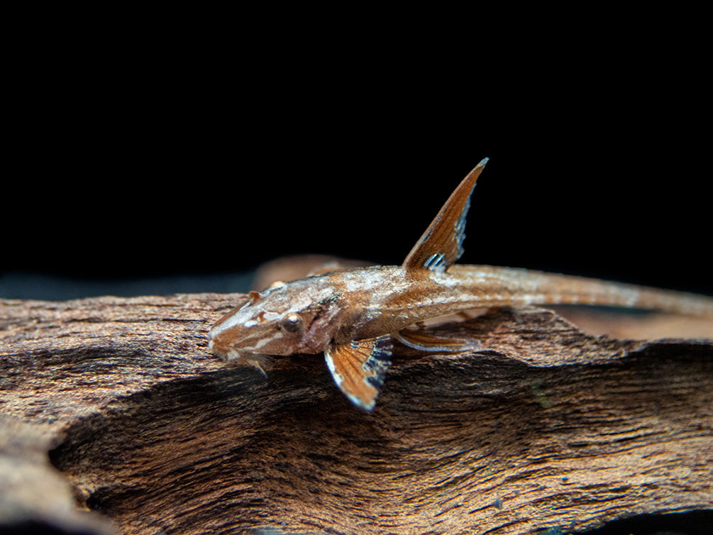 Red Lizard Whiptail Catfish (Rineloricaria sp.), Tank-Bred