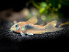 Red Longfin Aeneus Cory Catfish (Corydoras aeneus), TANK-BRED!!!