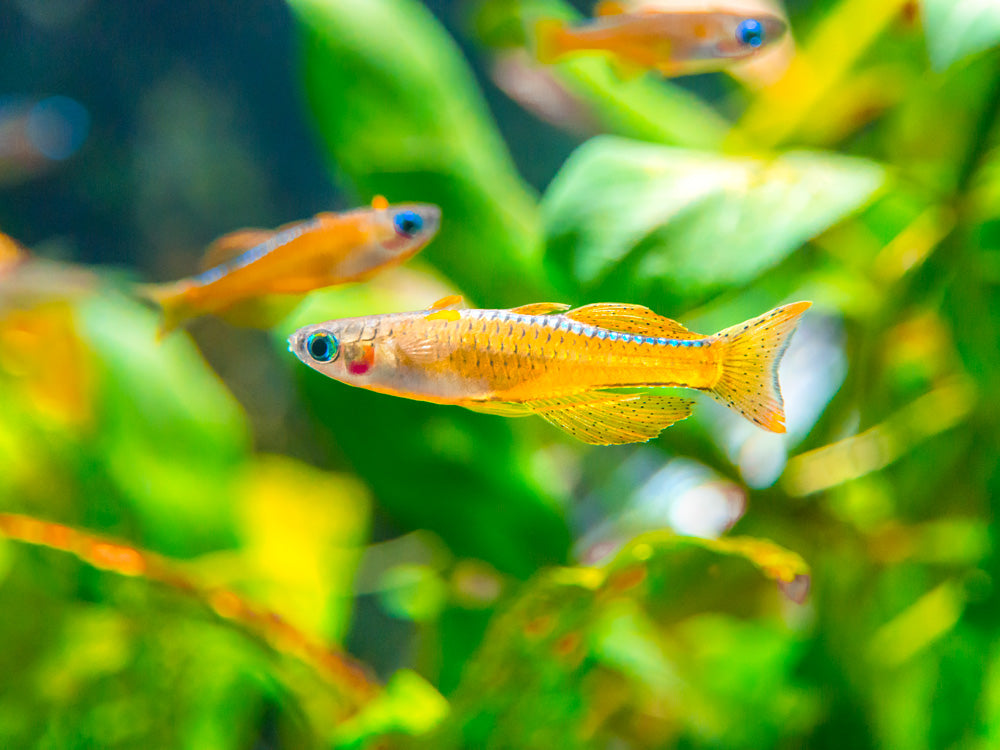 Red Neon Blue Eye Rainbowfish (Pseudomugil luminatus), Tank-Bred