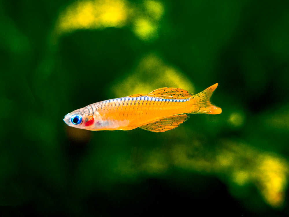 Red Neon Blue Eye Rainbowfish (Pseudomugil luminatus), Tank-Bred