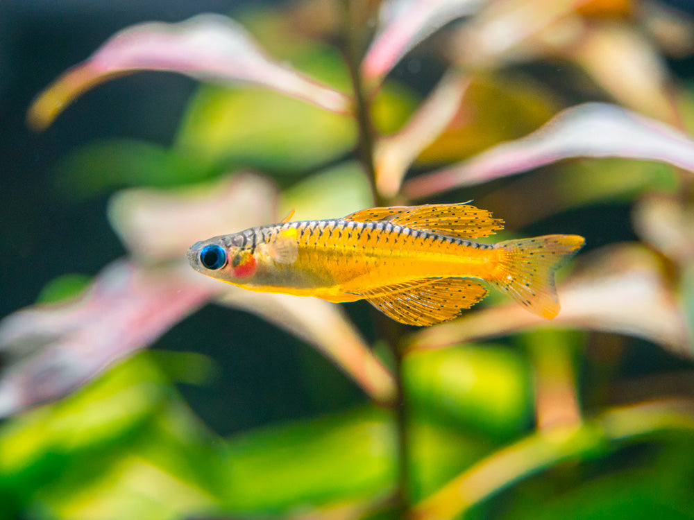 Red Neon Blue Eye Rainbowfish (Pseudomugil luminatus), Tank-Bred