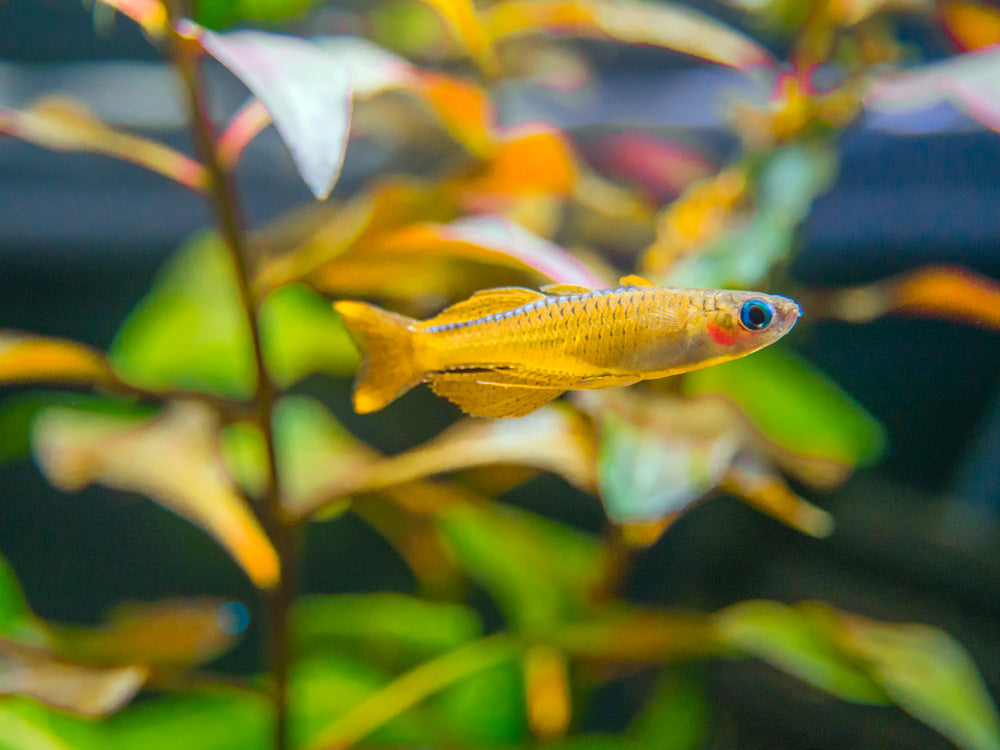 Red Neon Blue Eye Rainbowfish (Pseudomugil luminatus), Tank-Bred