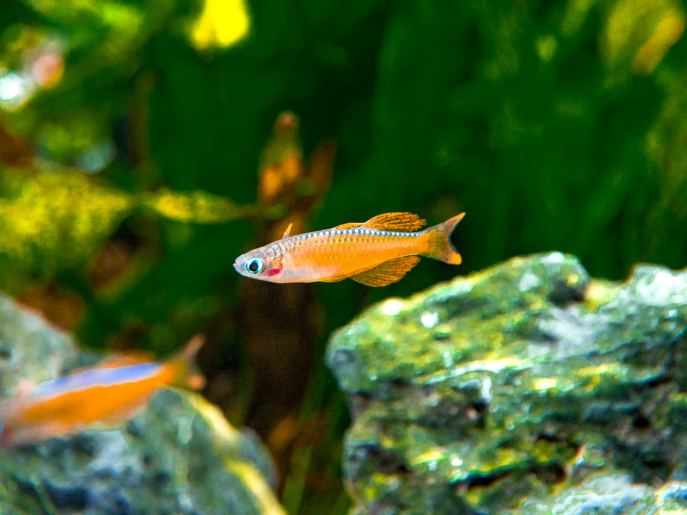 Red Neon Blue Eye Rainbowfish (Pseudomugil luminatus), Tank-Bred