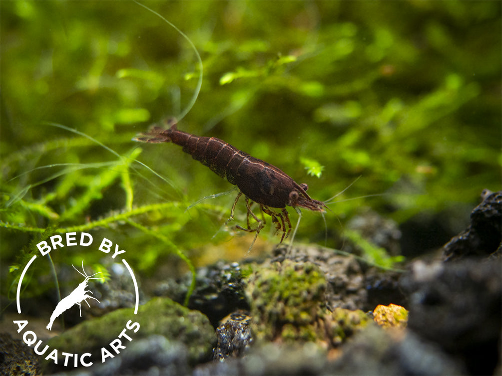 Red Onyx Shrimp (Neocaridina davidi), BREDBY: Aquatic Arts