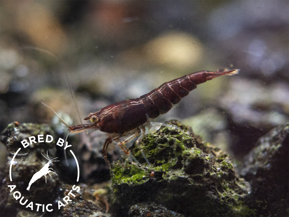 Red Onyx Shrimp (Neocaridina davidi), BREDBY: Aquatic Arts