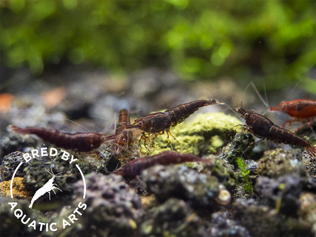 Red Onyx Shrimp (Neocaridina davidi), BREDBY: Aquatic Arts