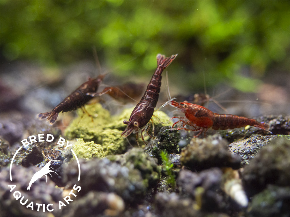 Red Onyx Shrimp (Neocaridina davidi), BREDBY: Aquatic Arts