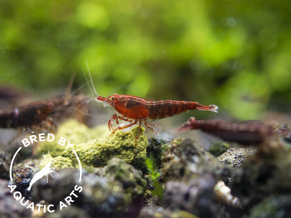 Red Onyx Shrimp (Neocaridina davidi), BREDBY: Aquatic Arts