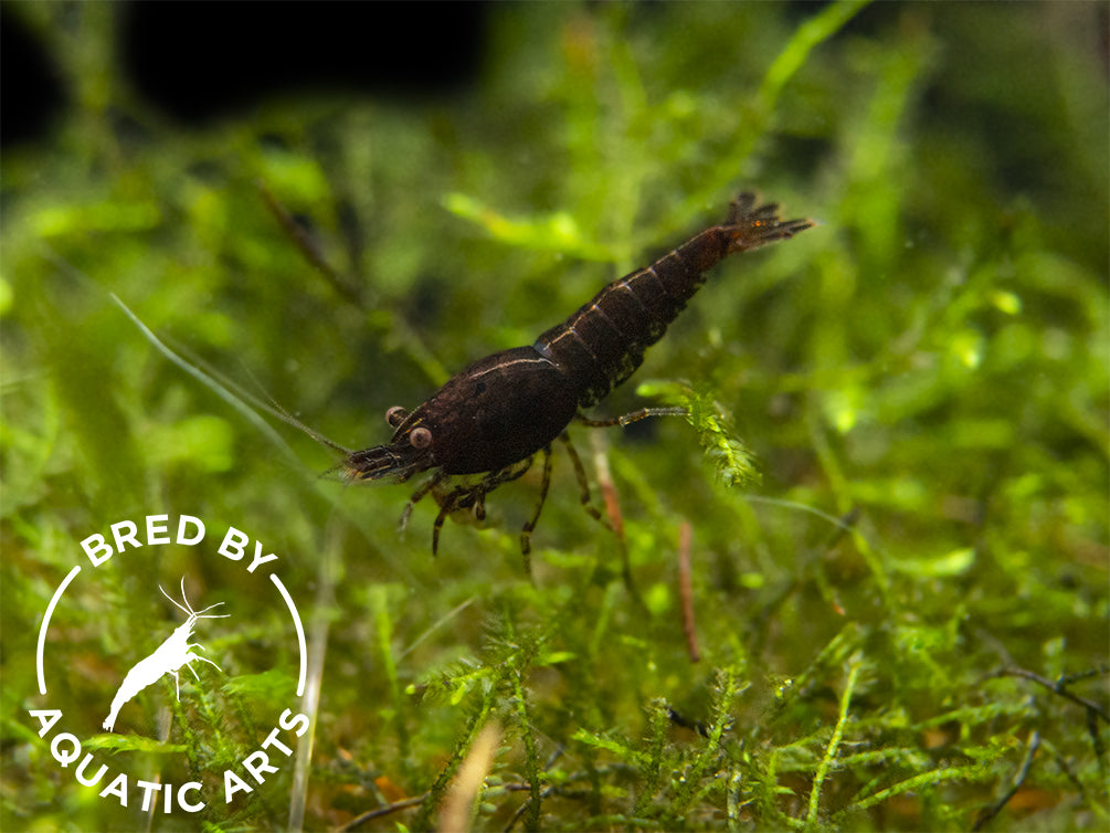 Red Onyx Shrimp (Neocaridina davidi), BREDBY: Aquatic Arts