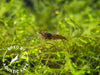 Red Onyx Shrimp (Neocaridina davidi), BREDBY: Aquatic Arts