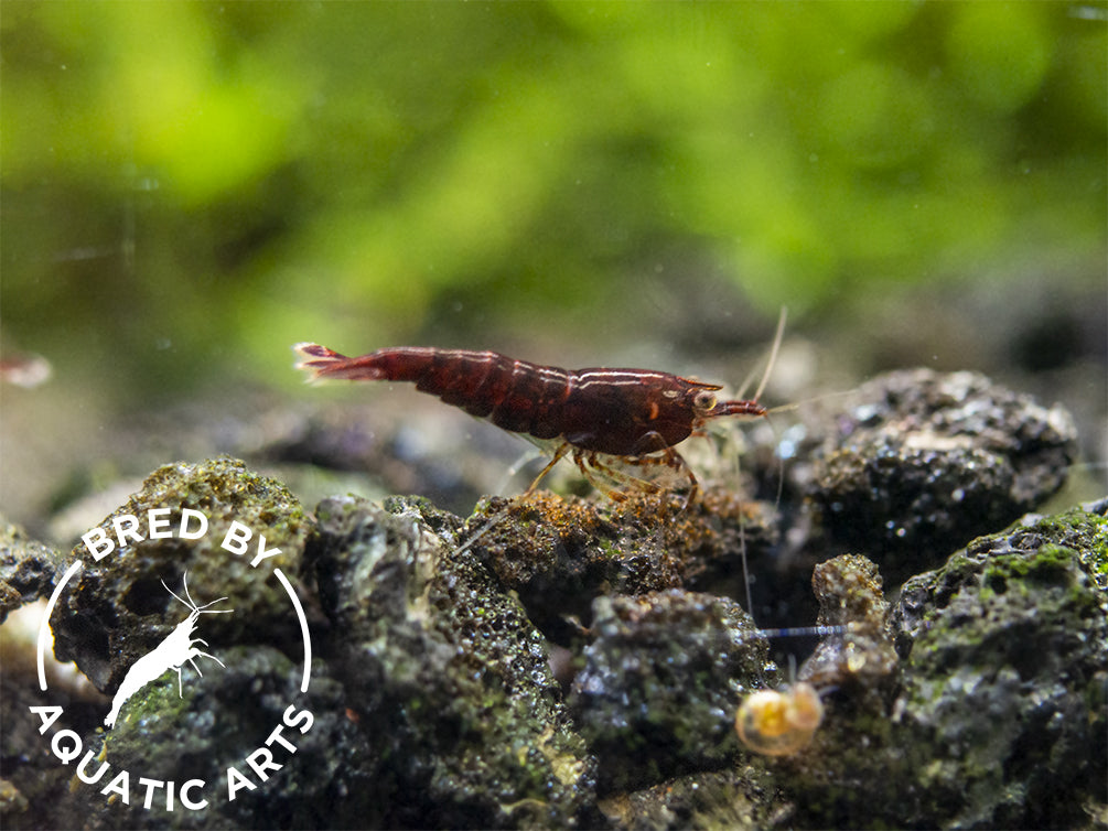 Red Onyx Shrimp (Neocaridina davidi), BREDBY: Aquatic Arts