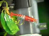 Red Rili Shrimp (Neocaridina davidi), Tank-Bred!