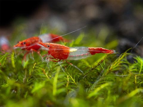 Painted Fire Red Shrimp (Neocaridina davidi), BREDBY: Aquatic Arts