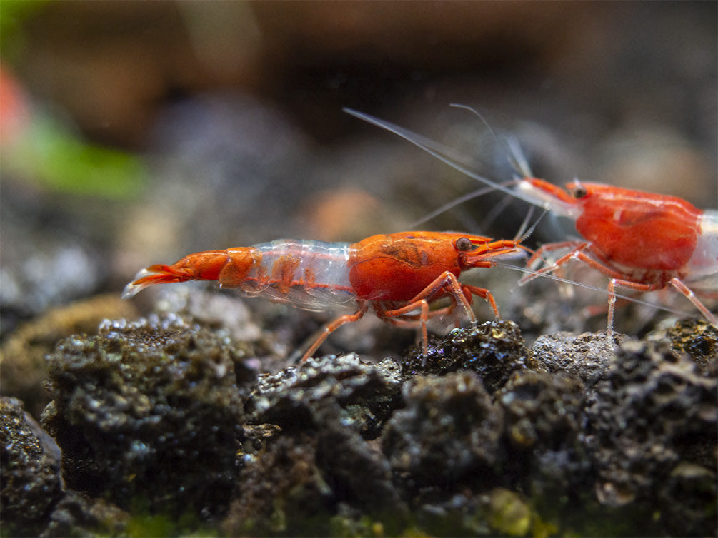 Red Rili Shrimp Breeder Combo Box