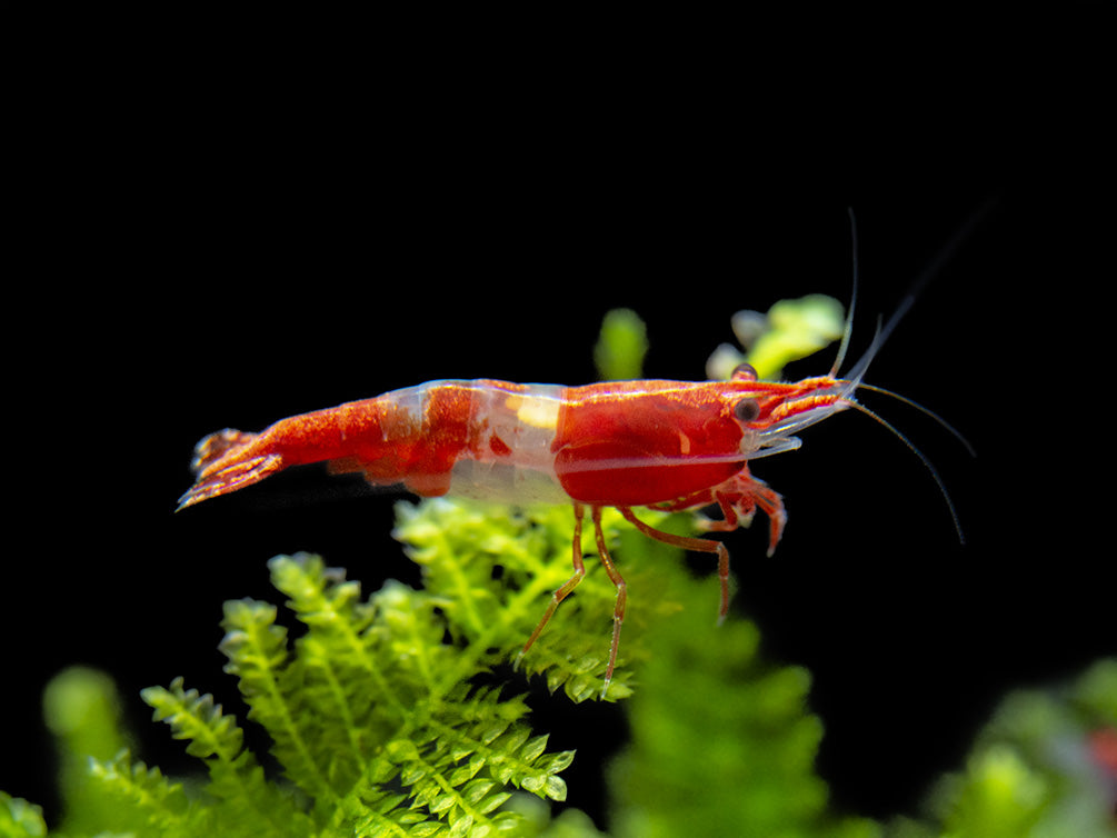 Red Rili Shrimp Breeder Combo Box