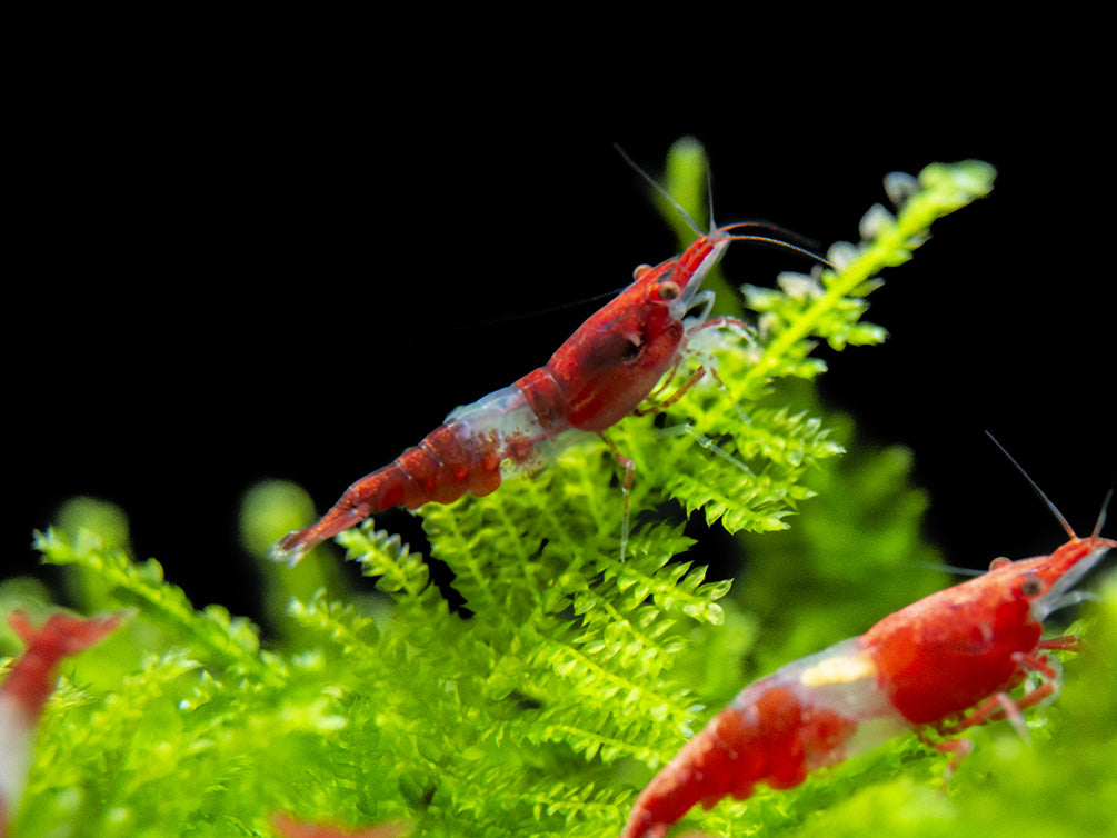 Red Rili Shrimp Breeder Combo Box